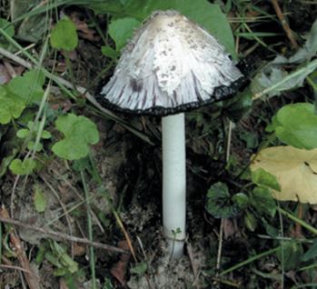 The basidomycete Coprinopsis cinerea 
